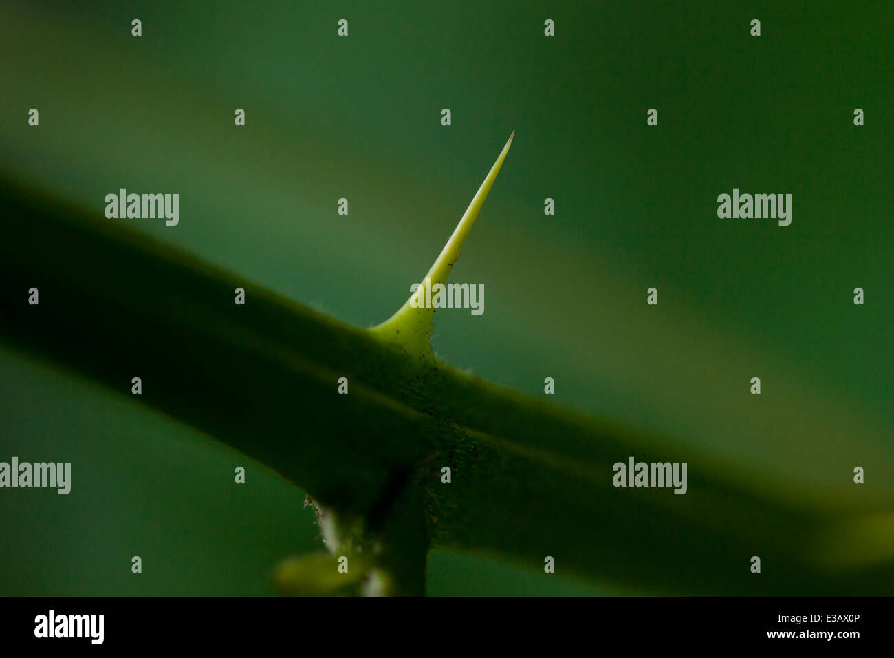 Sharp thorn on wild raspberry bush (Rubus idaeus) - USA Stock Photo - Alamy