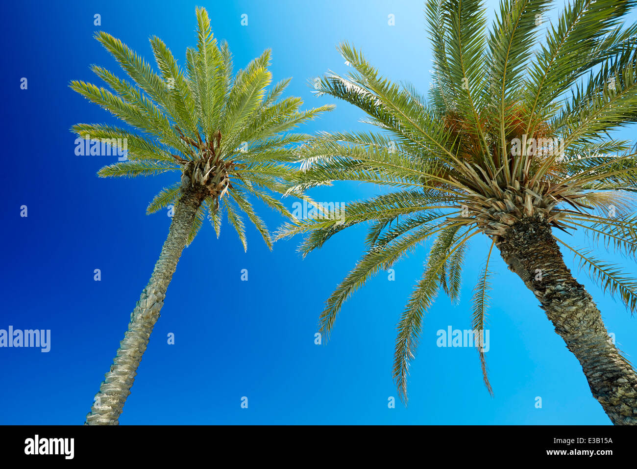 Palm trees Cyprus Stock Photo Alamy