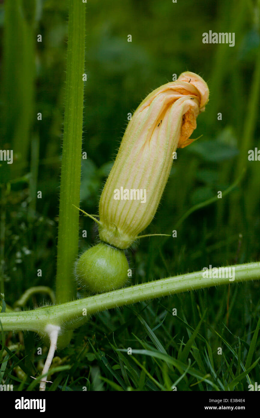 Acorn squash hires stock photography and images Alamy