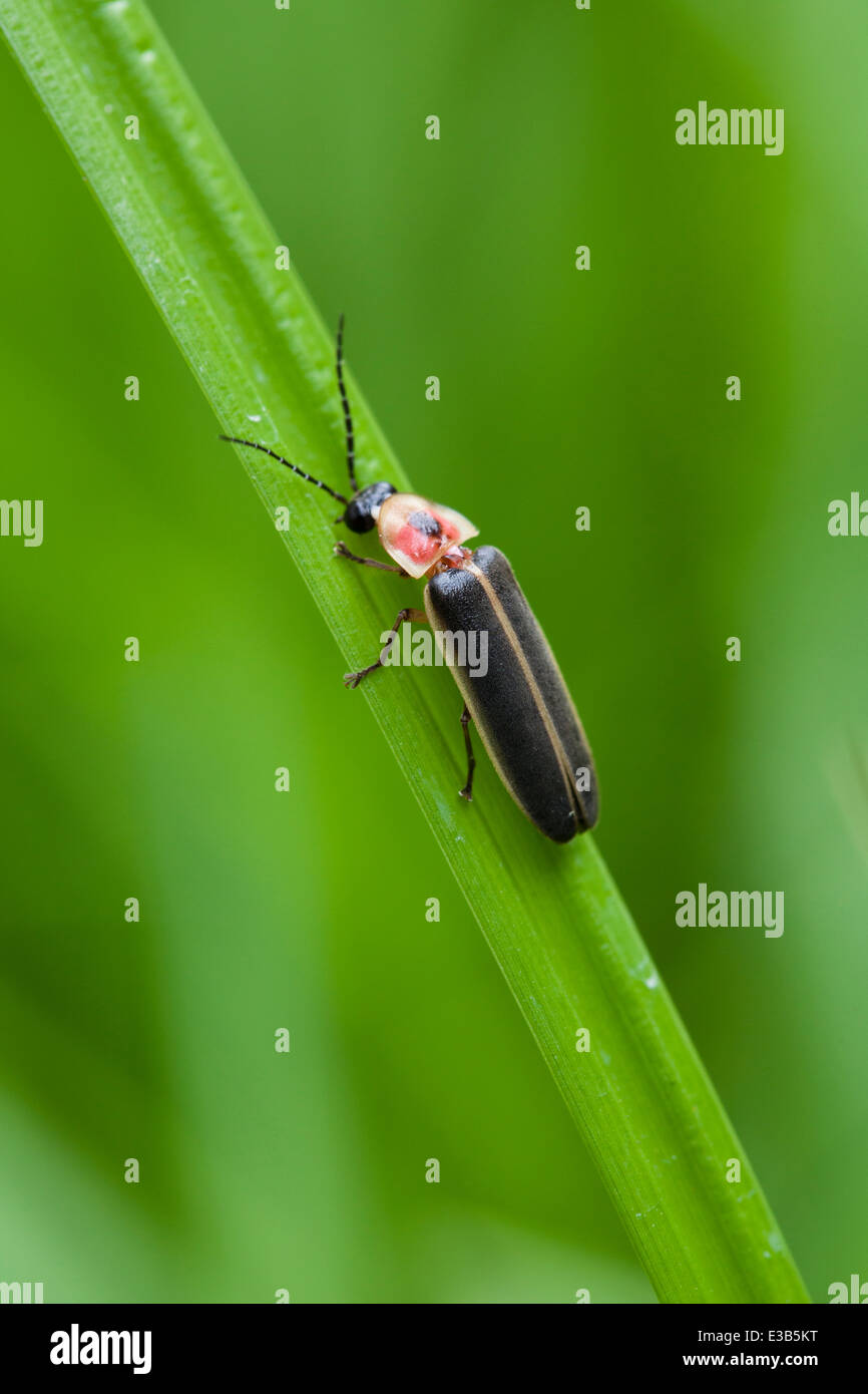 Firefly, aka lightning bug, (Photuris lucicrescens) resting on leaf