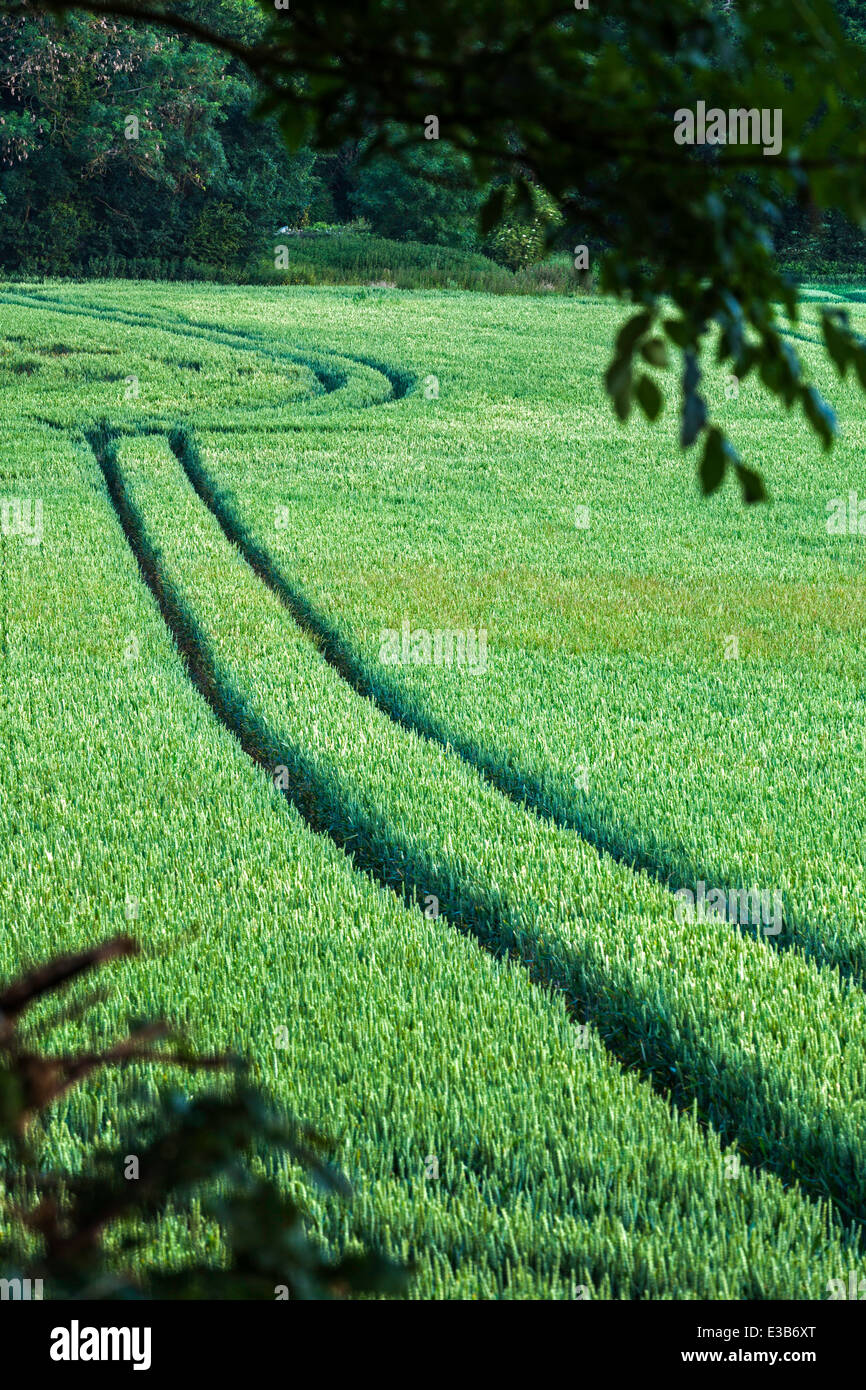 Tractor Tracks in Field of Ripening Wheat Stock Photo - Alamy