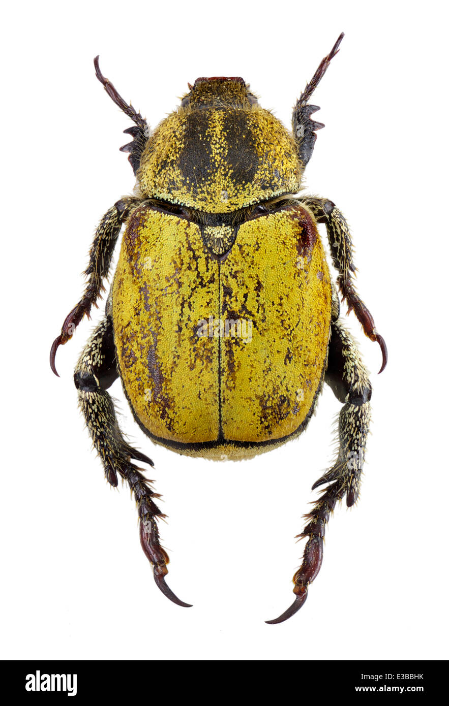 Coleoptera; Scarabaeidae; Hoplia bilineata; Fabricius 1801; L: 20mm Stock Photo