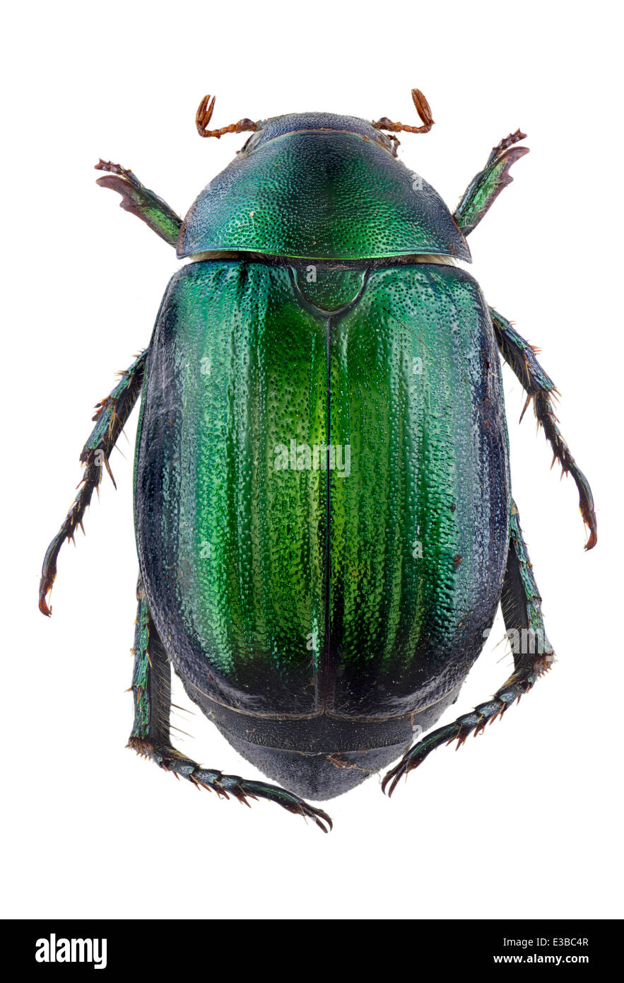 Coleoptera; Scarabaeidae; Anomala vitis; Fabricius 1775; L: 15mm; Vine chafer; Stock Photo