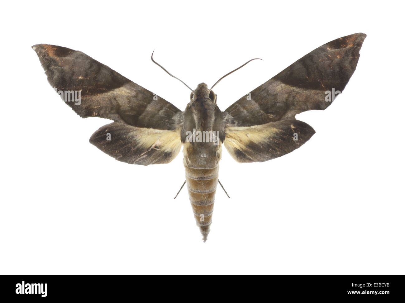 Lepidoptera; Sphingidae; Eumorpha obliquus; Rothschild & Jordan 1903; L: 120 mm Stock Photo