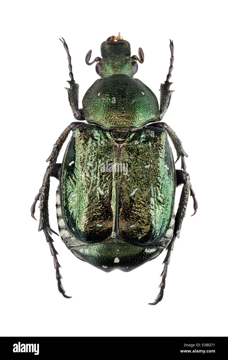 Coleoptera; Scarabaeidae; Gnorimus nobilis; Linnaeus 1758; Noble chafer; L: 25mm; Stock Photo