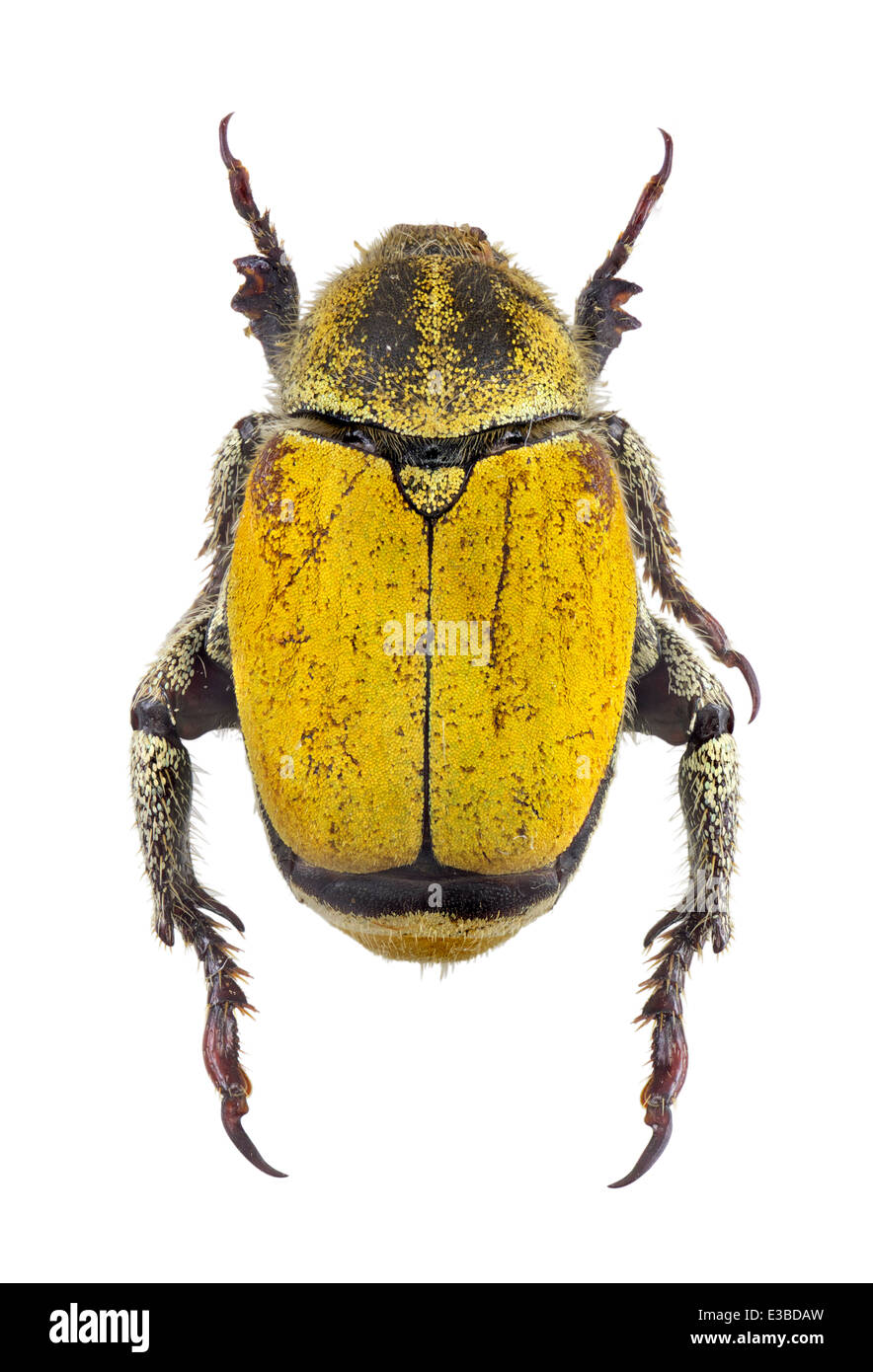 Coleoptera; Scarabaeidae; Hoplia bilineata; Fabricius 1801; L: 20mm Stock Photo