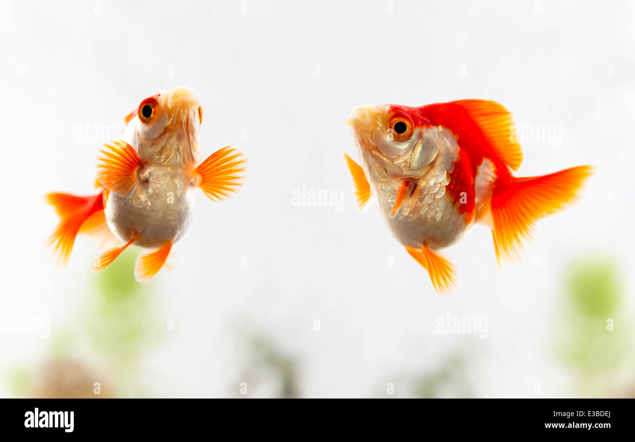 Goldfish in bowl with rocks hi-res stock photography and images - Alamy