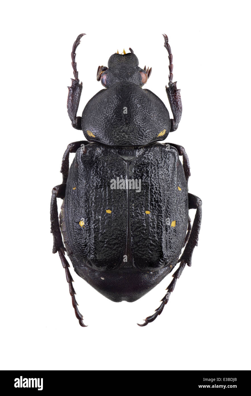 Coleoptera; Cetoniidae; Gnorimus variabilis; Linnaeus 1758; L: 25mm; Stock Photo
