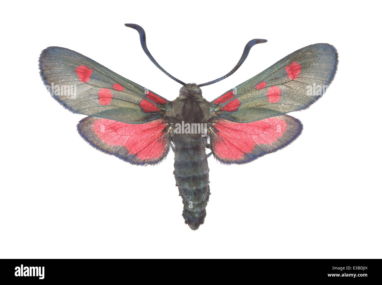 Lepidoptera; Zygaenidae; Zygaena trifolii; Esper 1783; Five-spot Burnet; Stock Photo