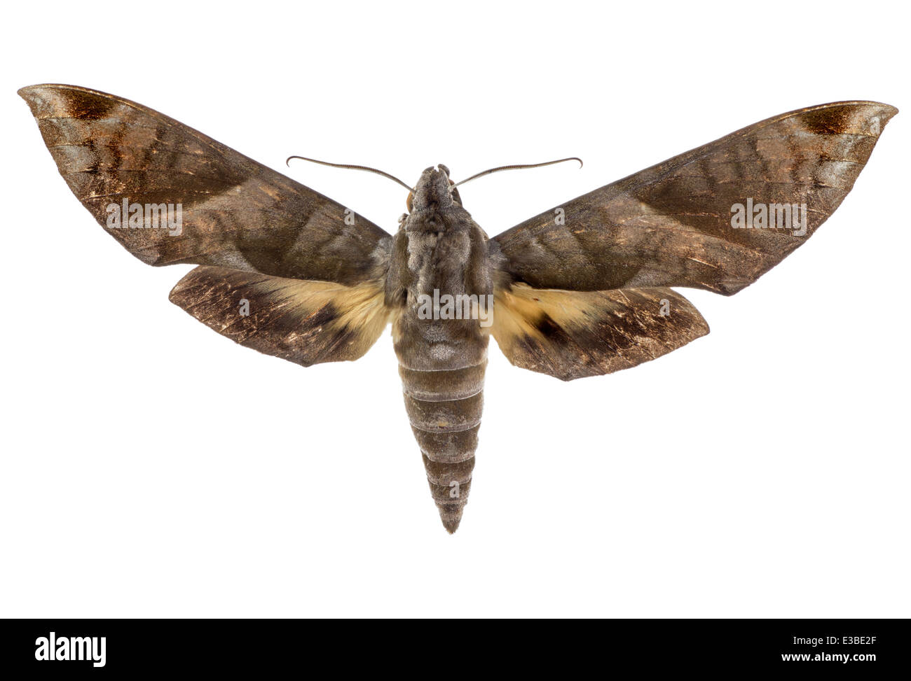 Lepidoptera; Sphingidae; Eumorpha obliquus; Rothschild & Jordan 1903; L: 120 mm Stock Photo