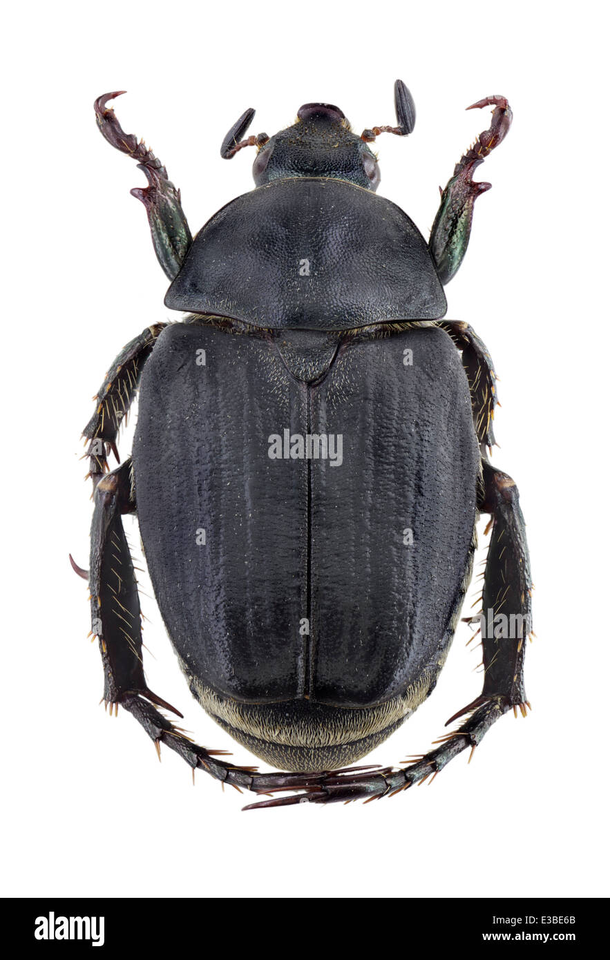 Coleoptera; Rutelidae; Anisoplia thessalica; Reitter 1889; L: 15mm Stock Photo
