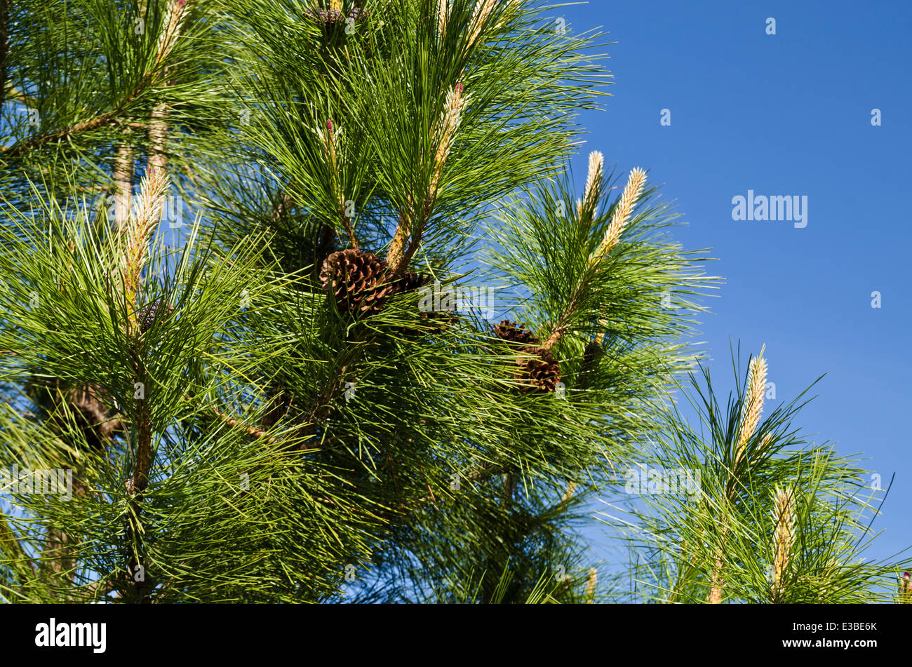 Ponderosa pine tree (Pinus ponderosa) branches against the blue sky in the Okanagan area of British Columbia, Canada. Pine trees in BC. Stock Photo