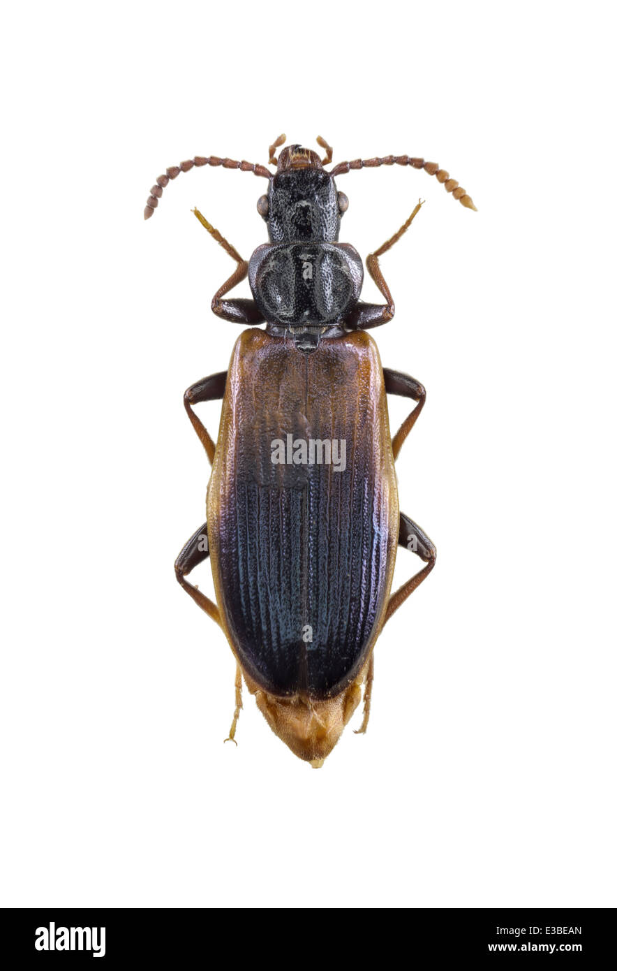 Coleoptera; Carabidae; Calosoma maderae; Fabricius 1775; Stock Photo