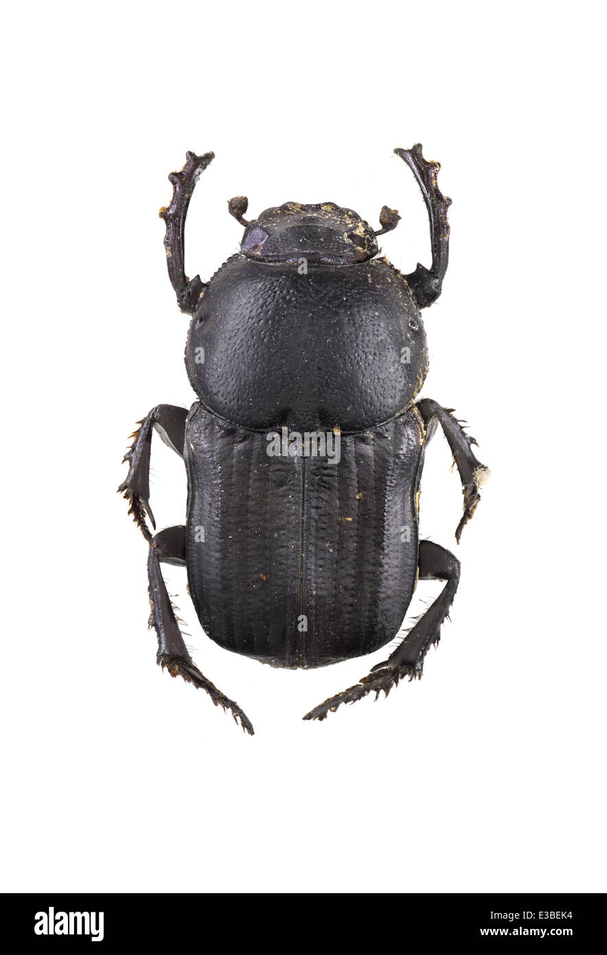 Coleoptera; Scarabaeidae; Cheironitis furcifer; female; Rossi 1792; Stock Photo