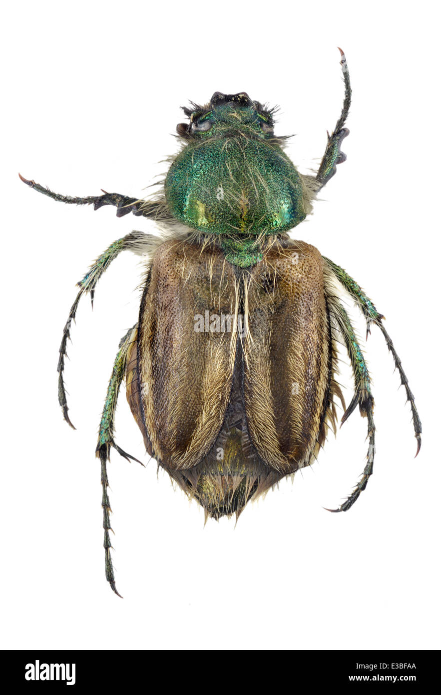 Coleoptera; Scarabidae; Glaphyridae; Eulasia pareyssei; Brulle 1832; L: 15mm; Stock Photo