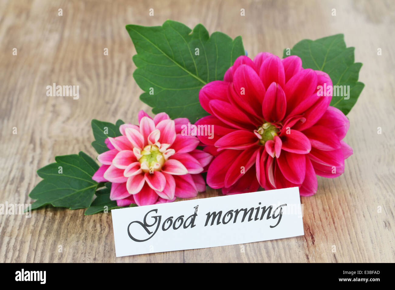 Good morning card with pink dahlia Stock Photo