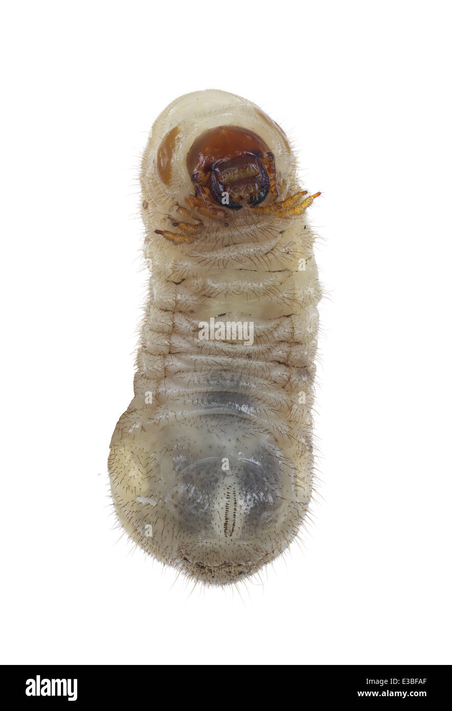 Coleoptera; Scarabaeidae; Cetonia sp; larvae; Fabricius 1775; Stock Photo