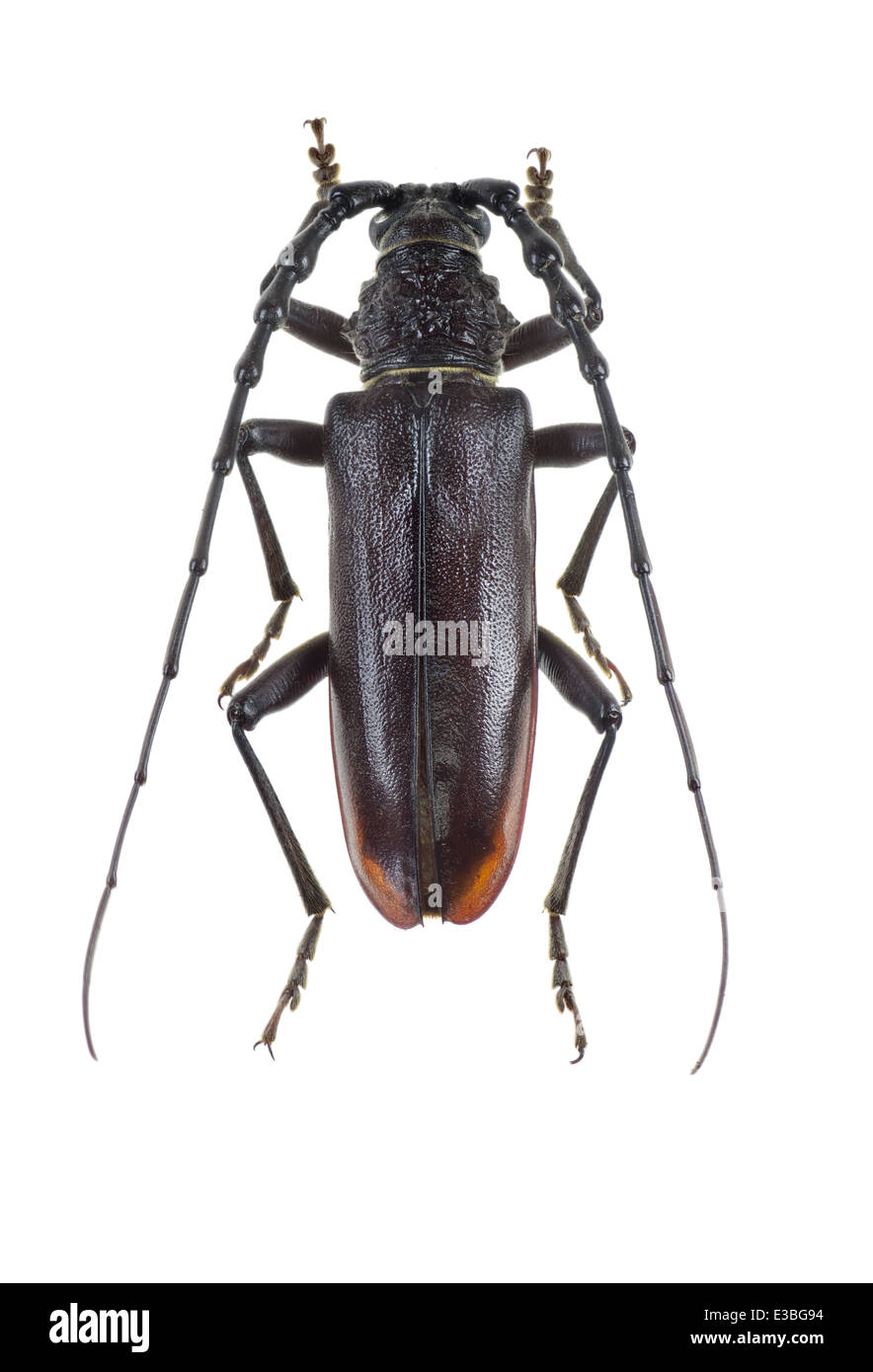 Coleoptera; Cerambycidae; Cerambyx welensii; male; Kuster 1846; L: 50 mm Stock Photo