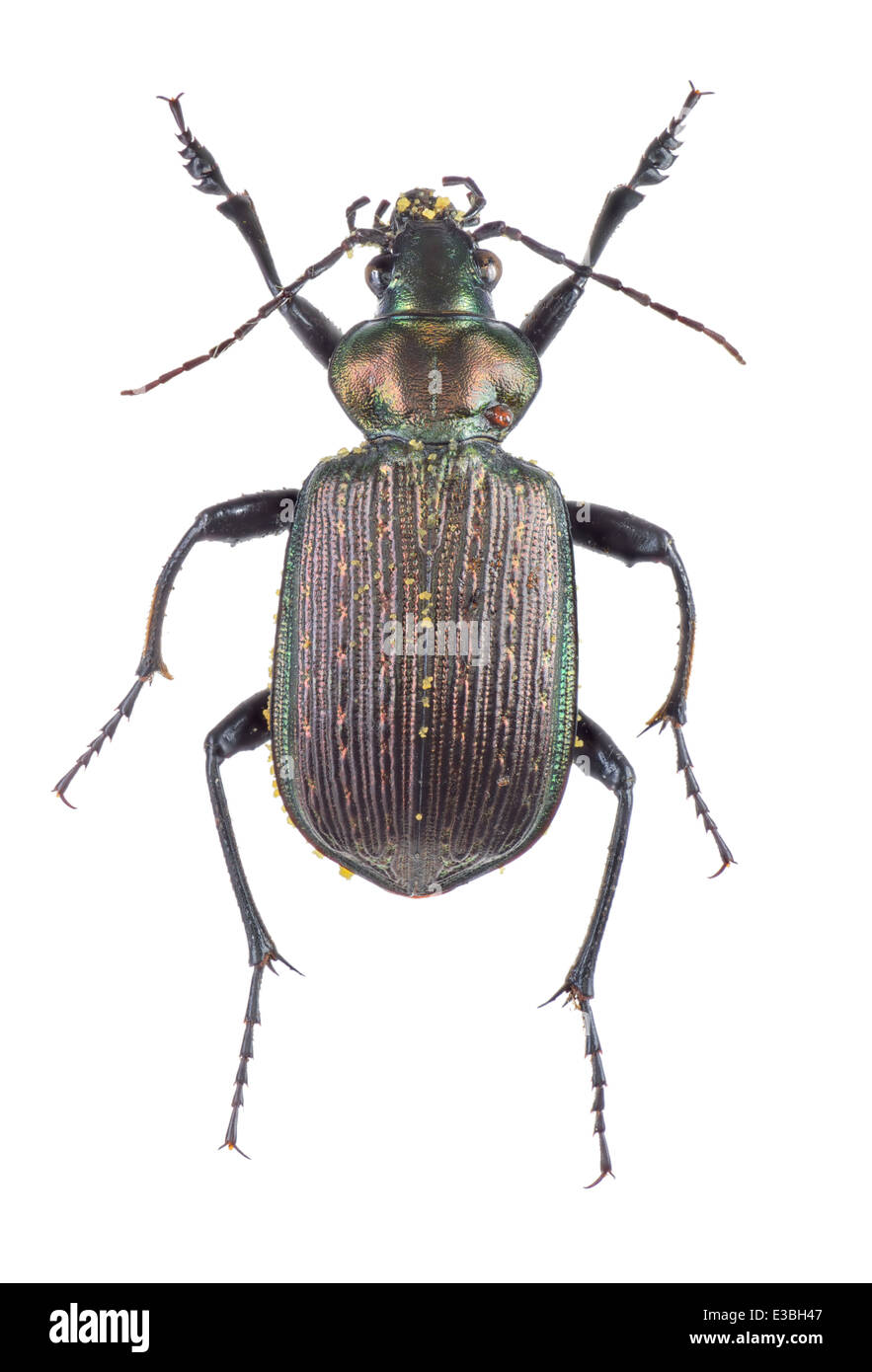 Coleoptera; Carabidae; Carabinae sp; Latreille 1802; L: 40 mm Stock Photo