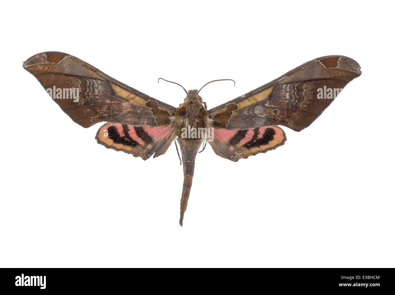 Lepidoptera; Sphingidae; Adhemarius Ypsilon; Rothschild & Jordan 1903 ...