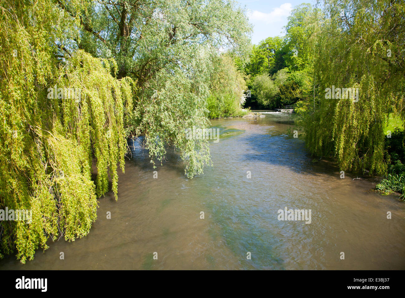 River Avon chalk river at Amesbury, Wiltshire, England overhanging willow tree branches Stock Photo