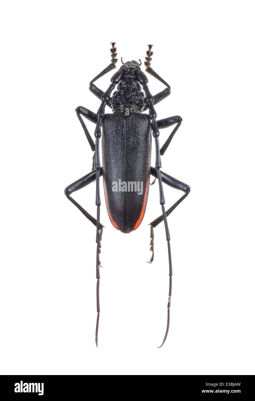 Coleoptera; Cerambycidae; Cerambyx cerdo; male; Linnaeus 1758; Great capricorn beetle; L: 90 mm Stock Photo