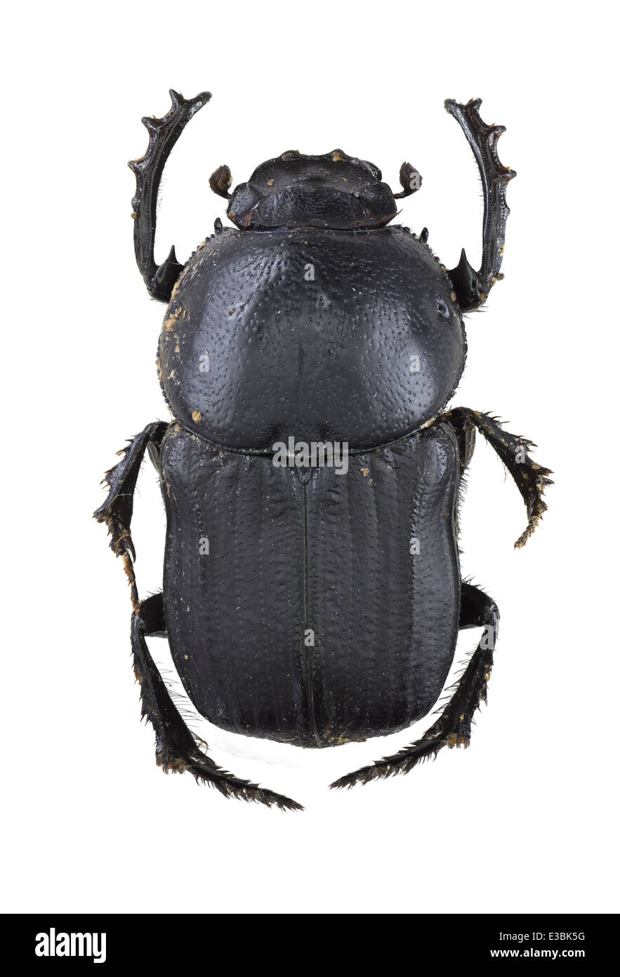Coleoptera; Scarabaeidae; Cheironitis furcifer; male; Rossi 1792; Stock Photo