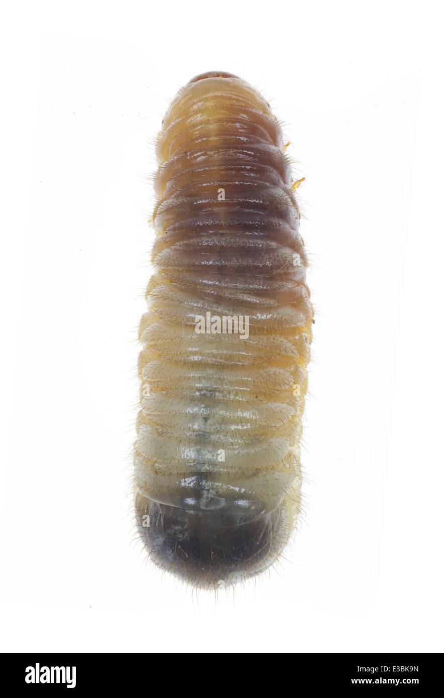 Coleoptera; Scarabaeidae; Cetonia sp; larvae; Fabricius 1775; Stock Photo