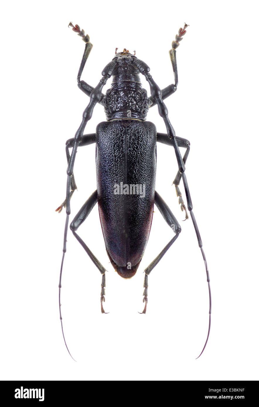 Coleoptera; cerambycidae; Cerambyx cerdo; female; Küster 1846; L: 85mm; Great Capricorn beetle Stock Photo
