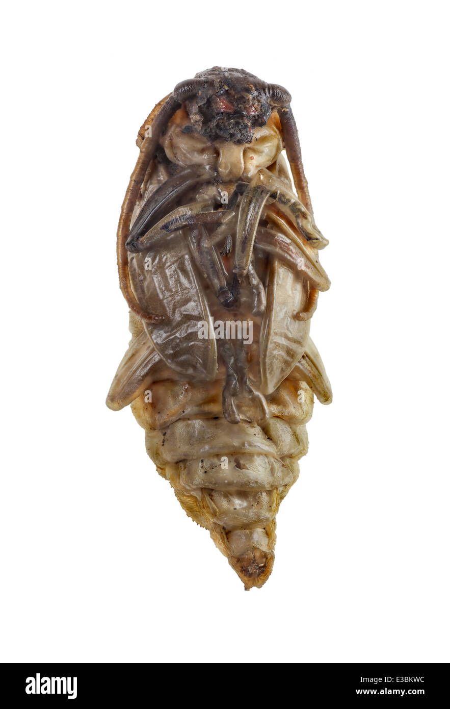 Coleoptera; Cerambycidae; Ergates faber; Linnaeus 1761; Nympha; L: 50mm Stock Photo