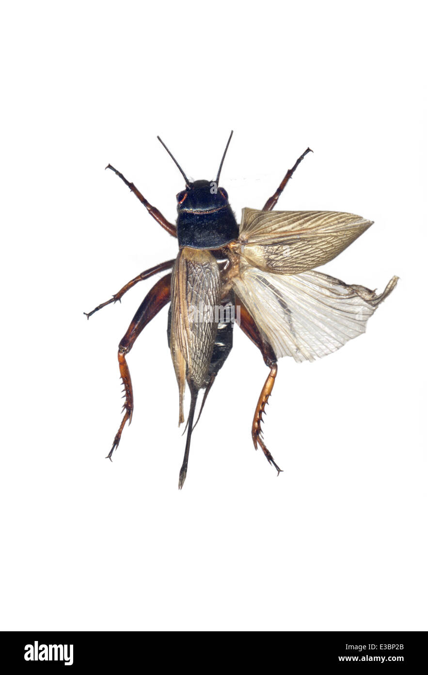 Grillidae; Acheta domesticus; house cricket; Linnaeus 1758; Stock Photo