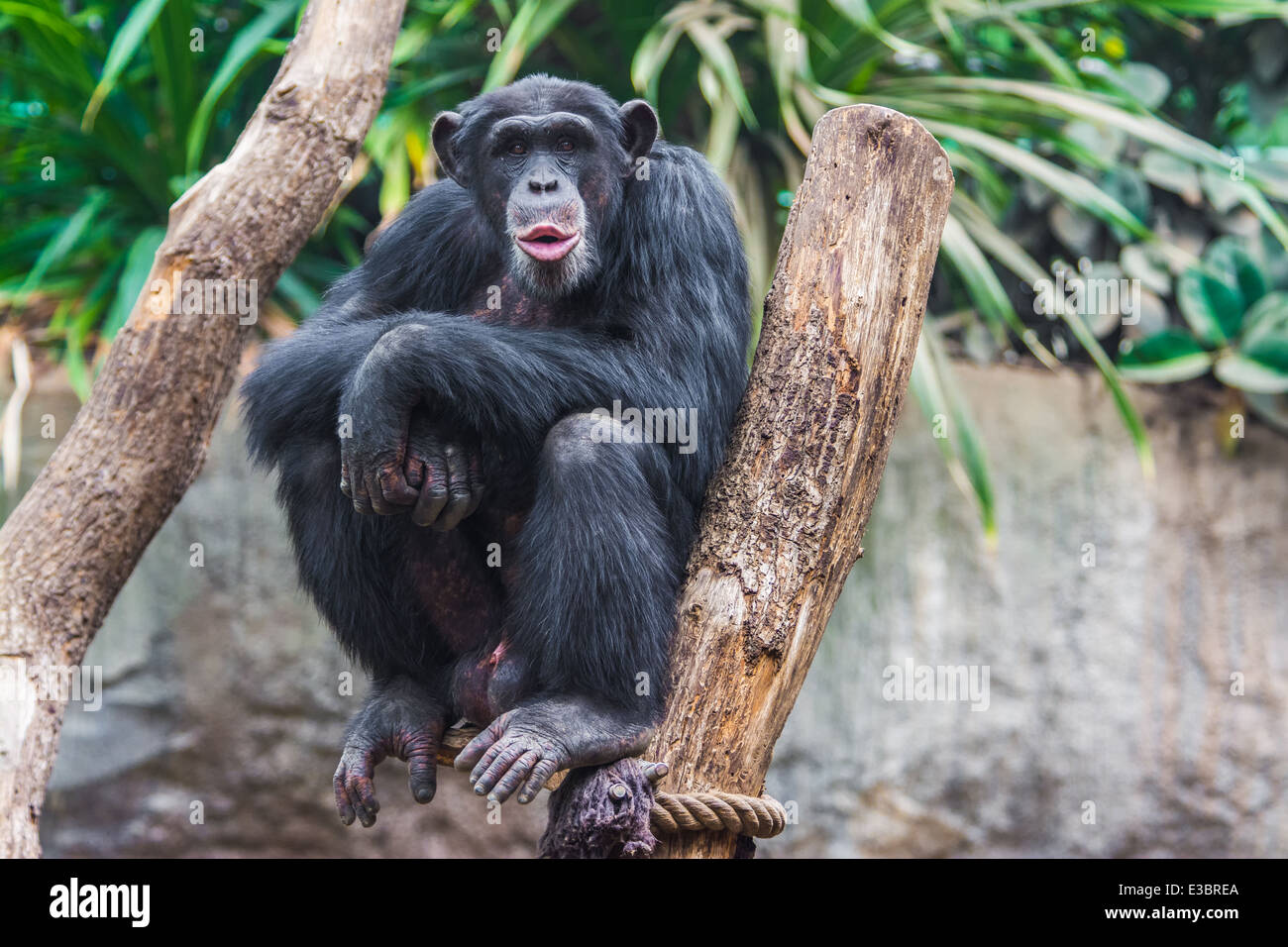 Western chimpanzee (Pan troglodytes verus) spending his time in a tree Stock Photo