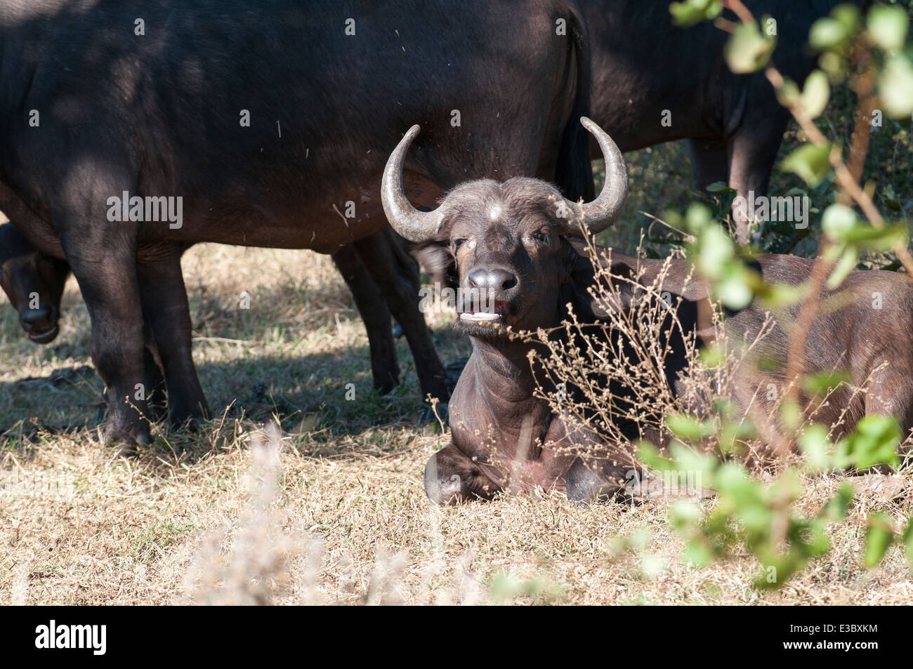 African buffalo or Cape buffalo (Syncerus caffer). One of the Big 5 group of animals Stock Photo