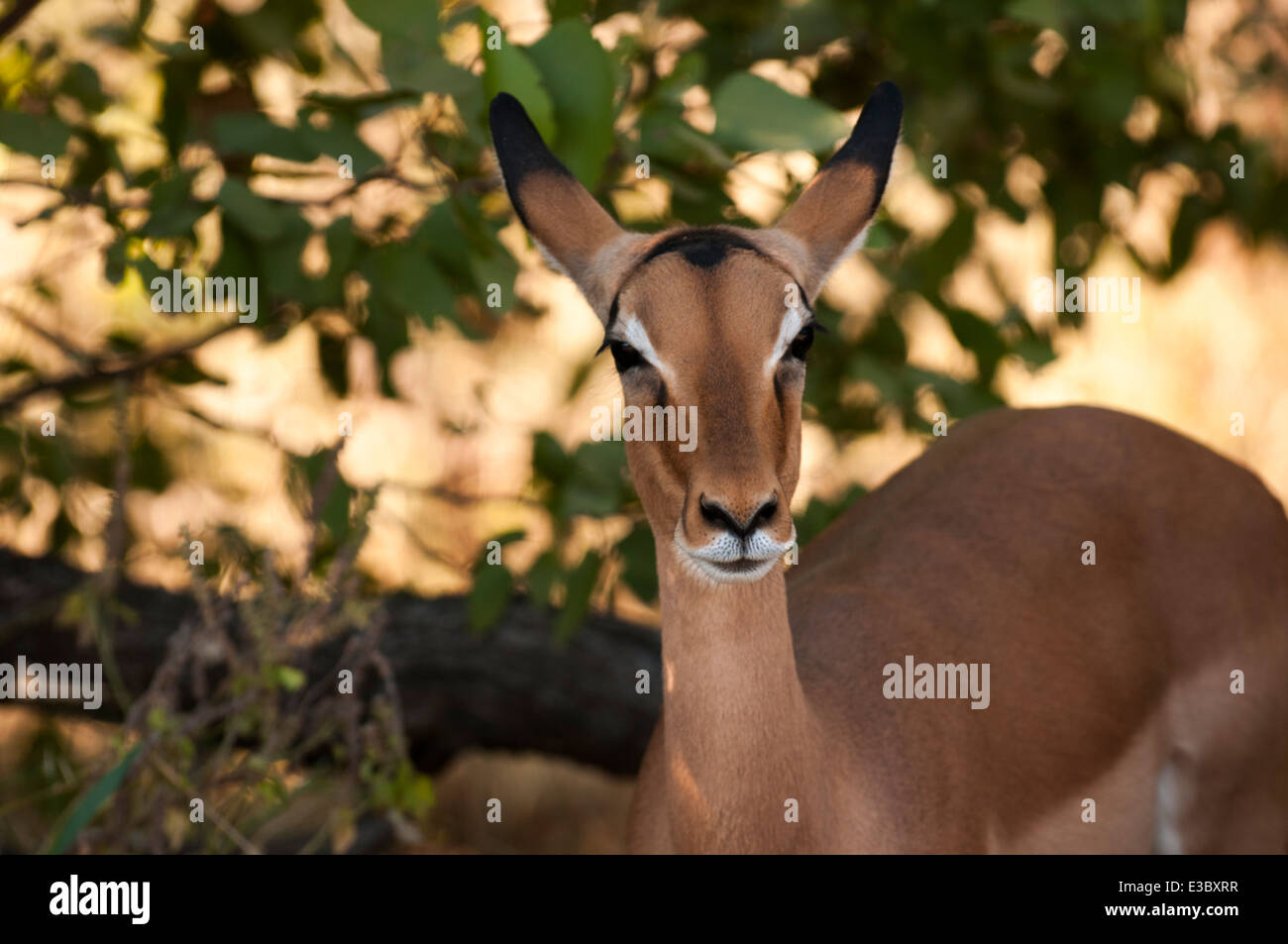 Female impala (Aepyceros melampus) in the Kruger National Park, South Africa Stock Photo