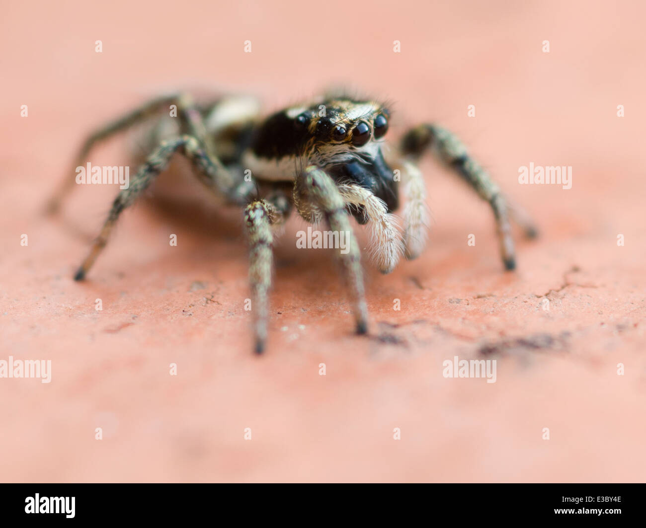 Zebra jumping spider Stock Photo Alamy