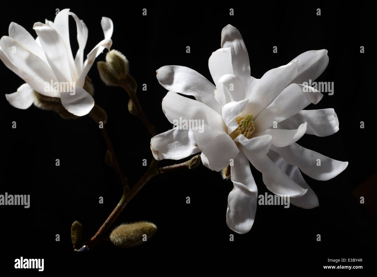 Magnolia Stellarta flower on a black background. Stock Photo