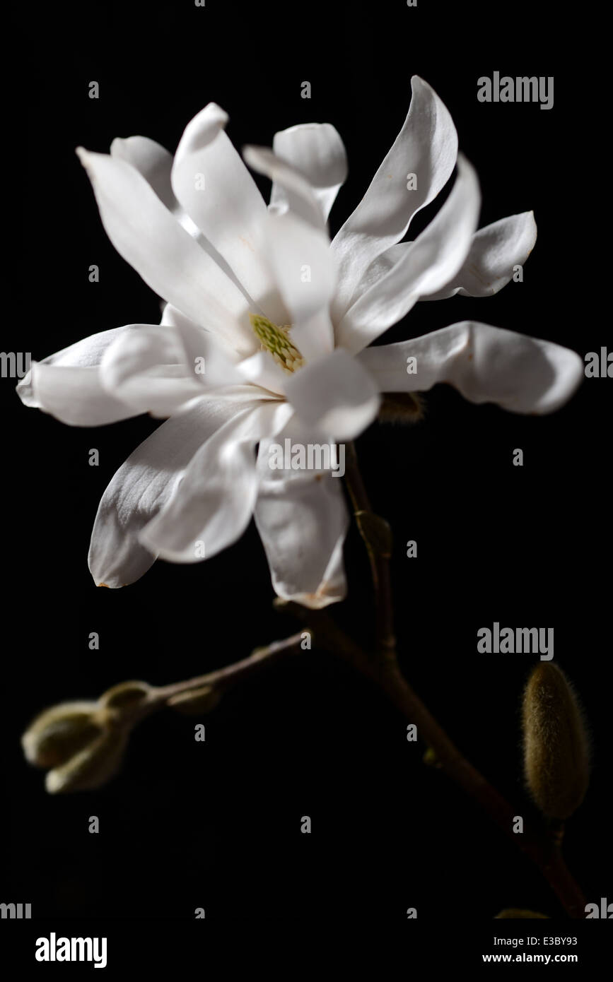 magnolia, Stellarta, bud, horticulture, Gardening, hobbies, retirement Stock Photo