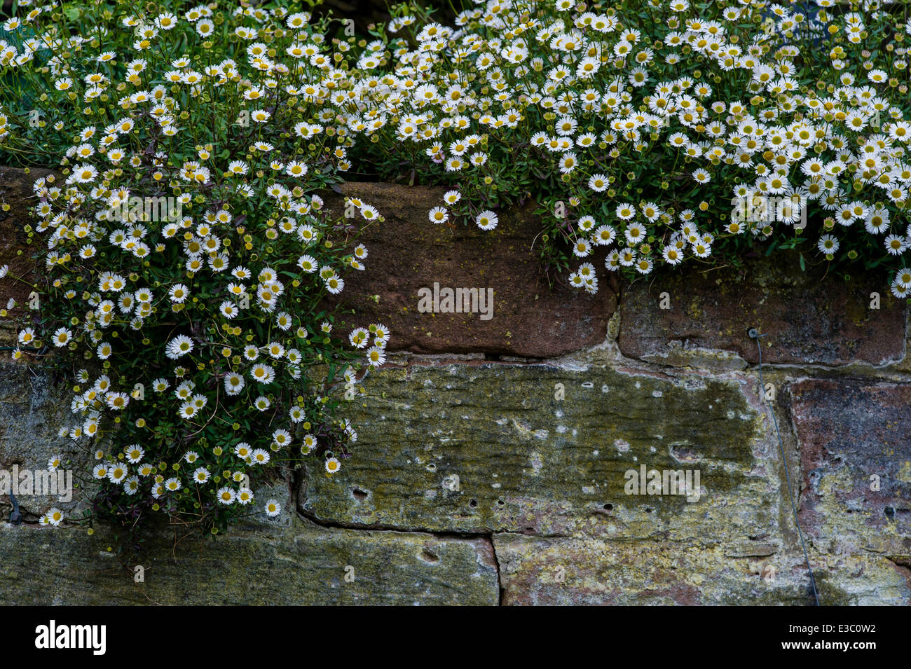 Erigeron karvinskianus, Fleabane daisy Stock Photo
