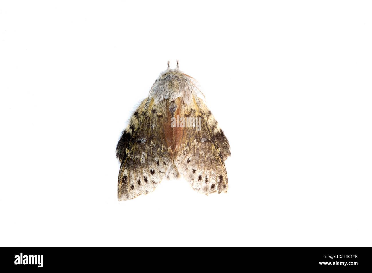 Lobster Moth Stauropus fagi Stock Photo Alamy