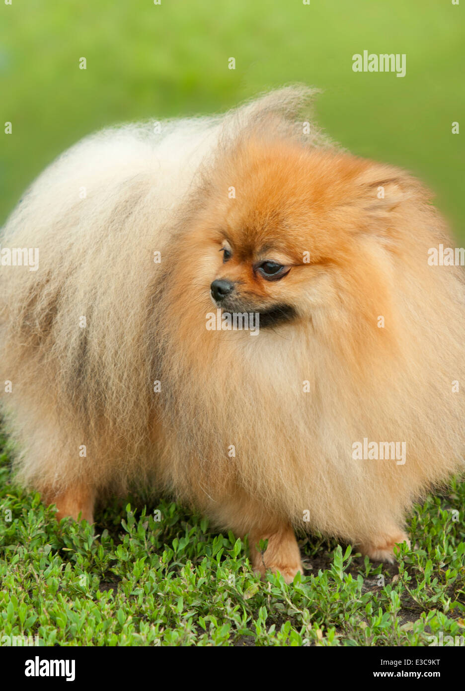 Pomeranian spitz cheap dog price