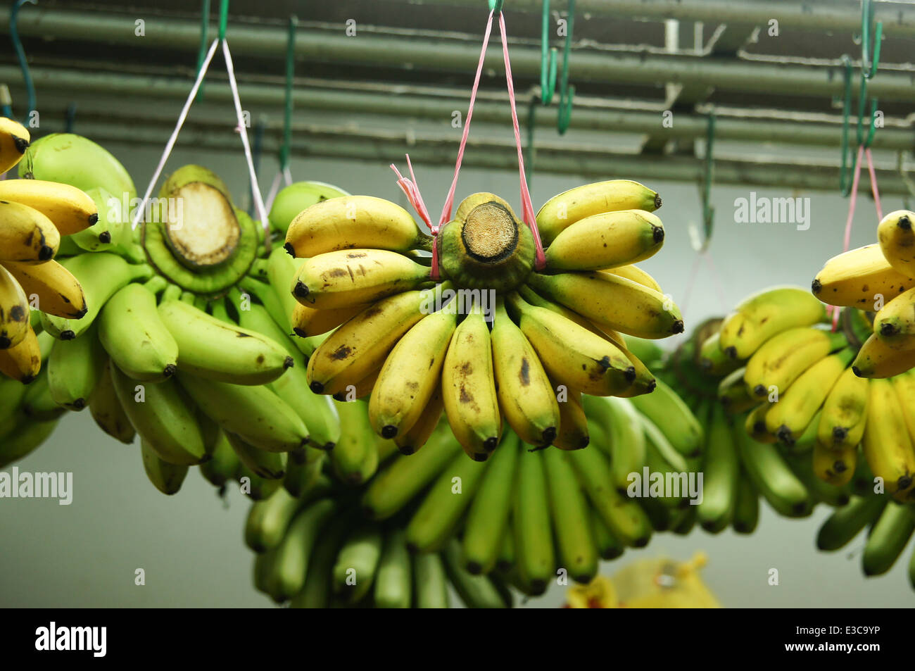 bananas hanging in a stall Stock Photo Alamy