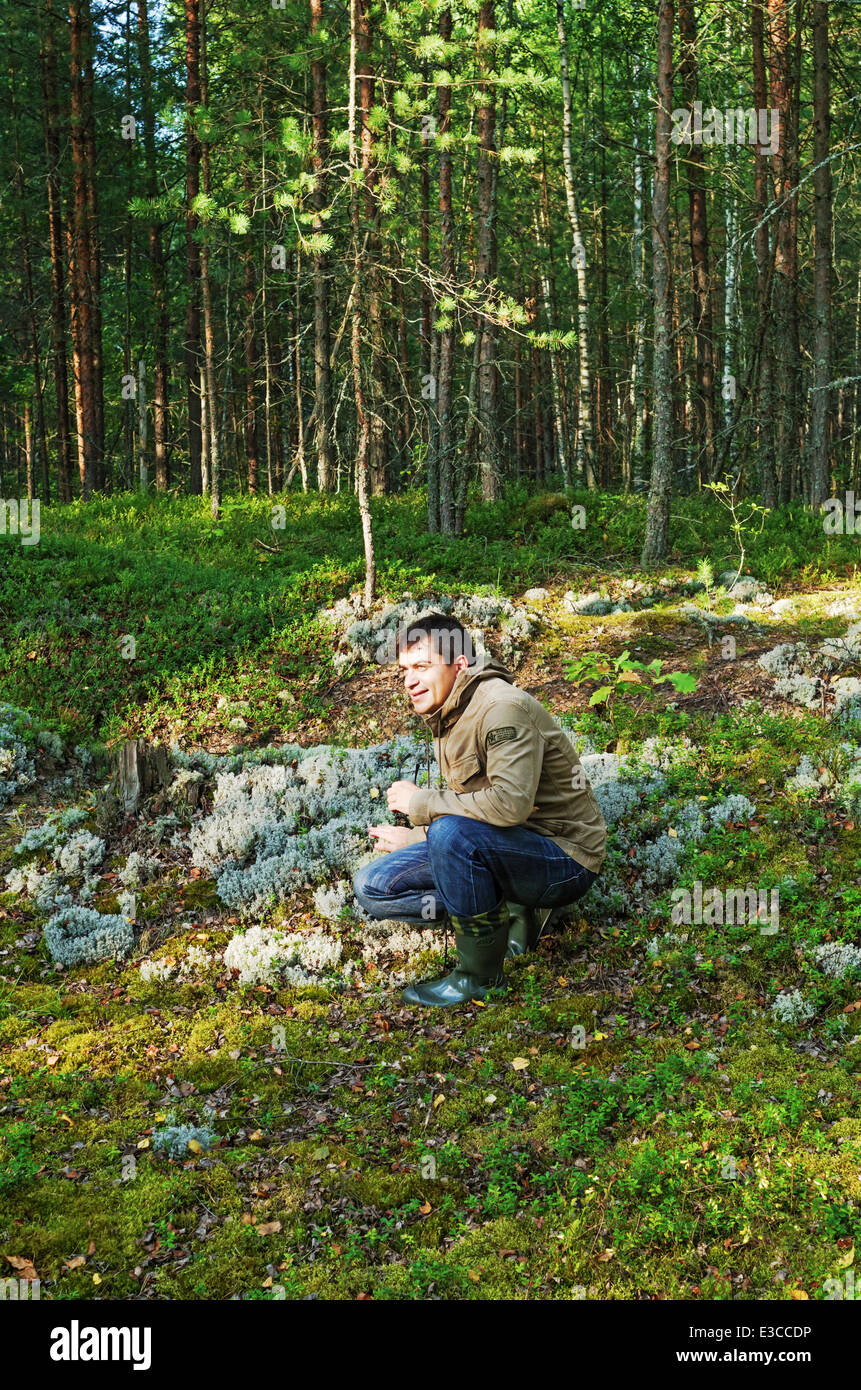 Rural lifestyle 2013. The man picks berries in the wood. Stock Photo