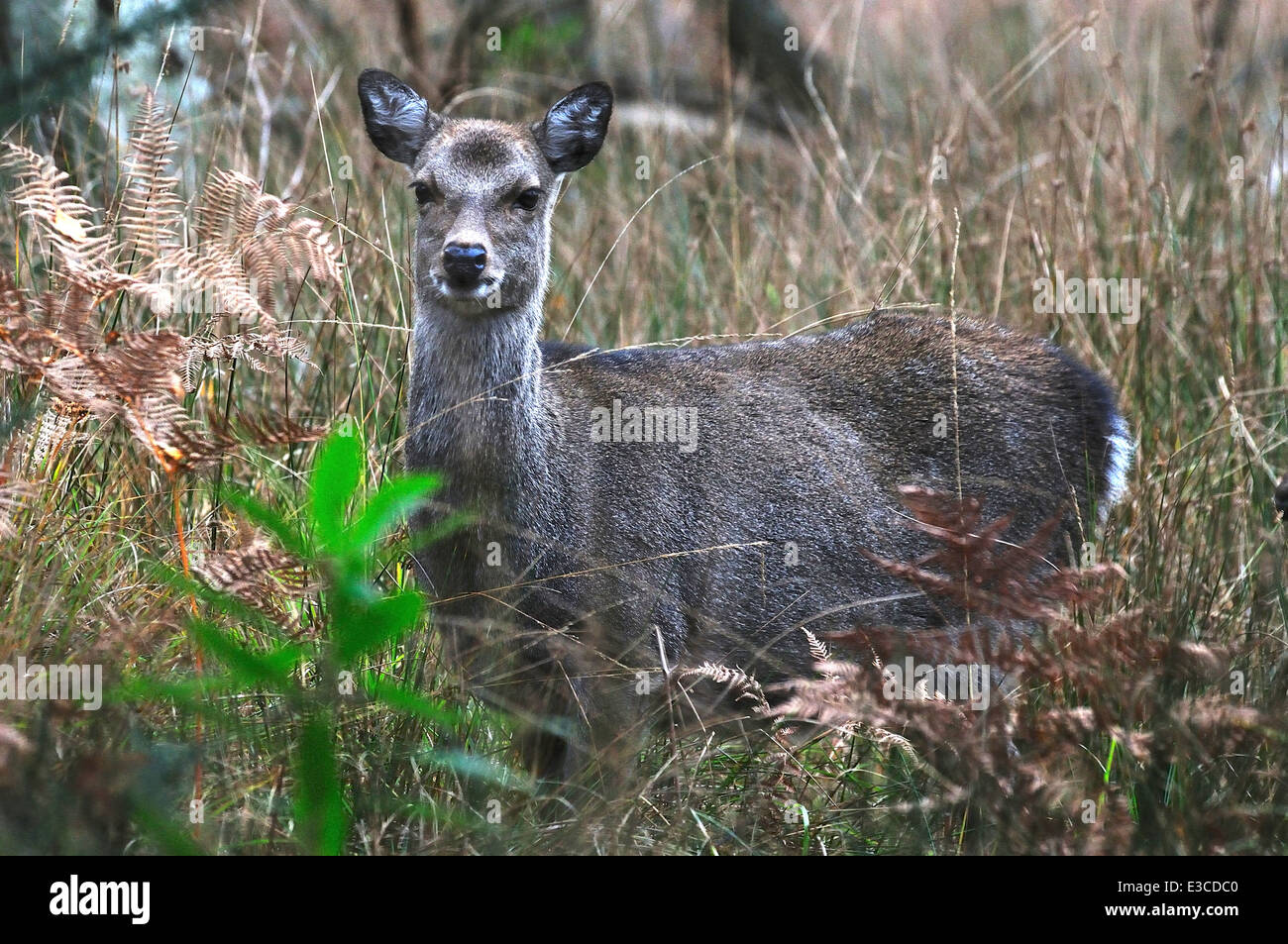 sika deer cervus nippon mammal mammals animal animals wild wildlife nature Stock Photo