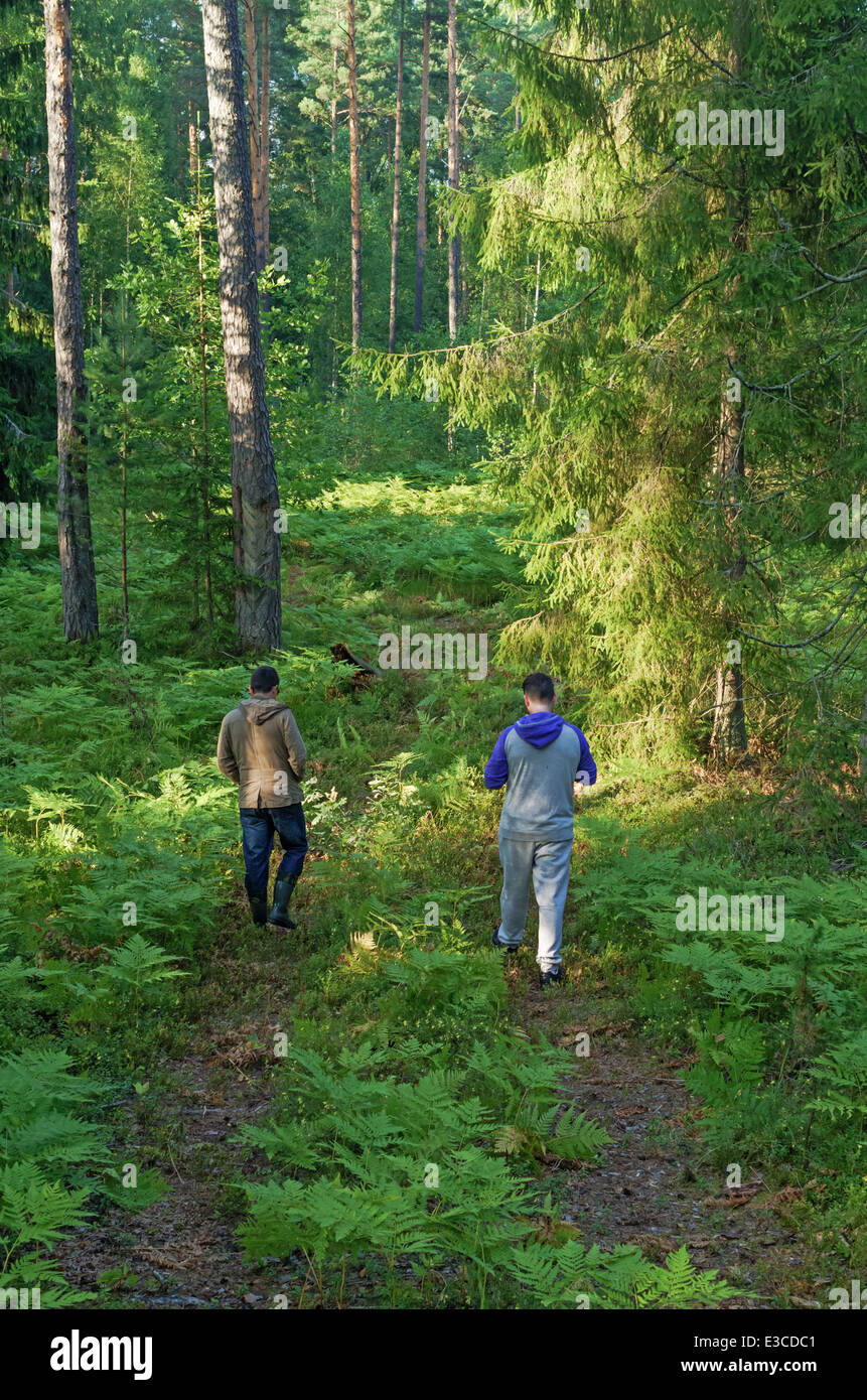 Rural lifestyle 2013. The men picks berries in the wood. Stock Photo