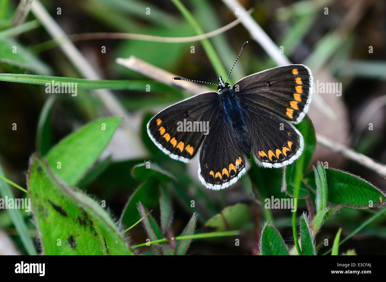 Brown argus butterfly Stock Photo