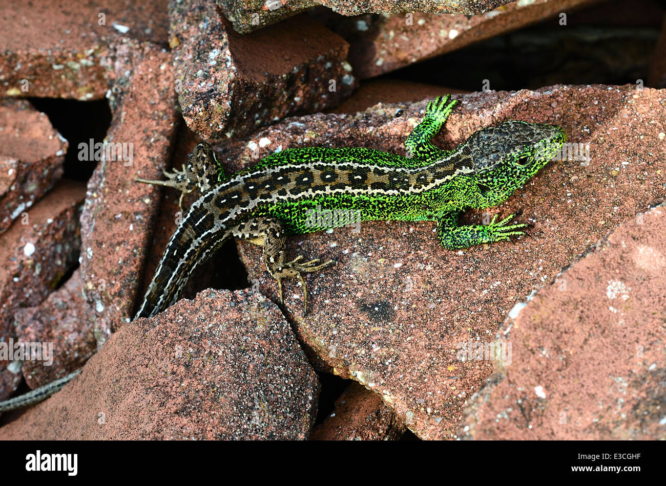 Sand Lizard Lacerta Agilis Reptile Reptilia Squamata Sauria Lacertilia ...