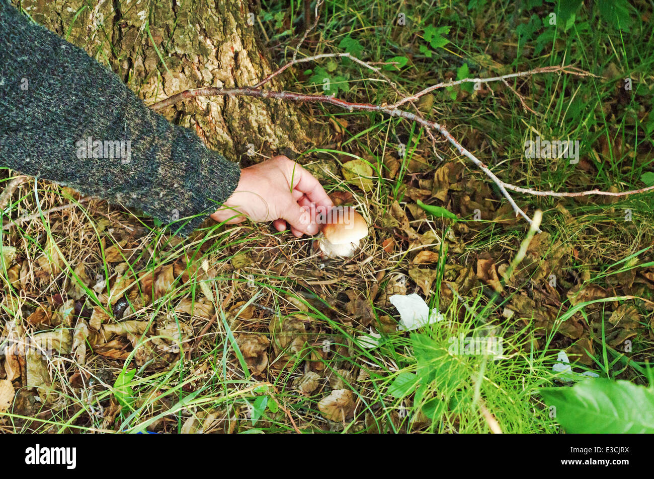 Rural lifestyle 2013. The man picks mushrooms in the wood. Stock Photo