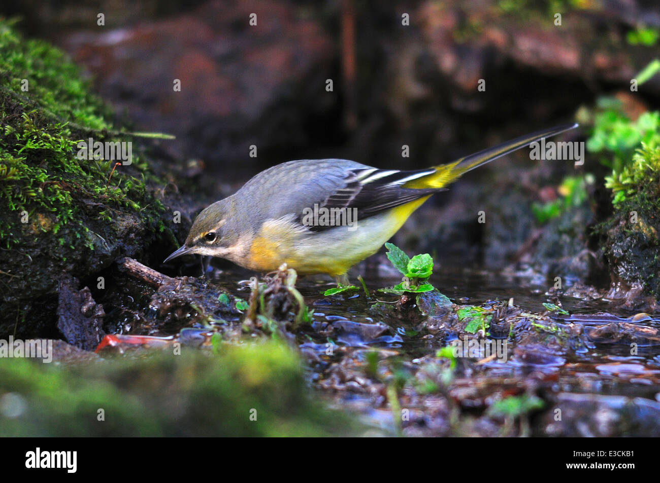 grey wagtail motacilla cinerea bird wildlife Stock Photo