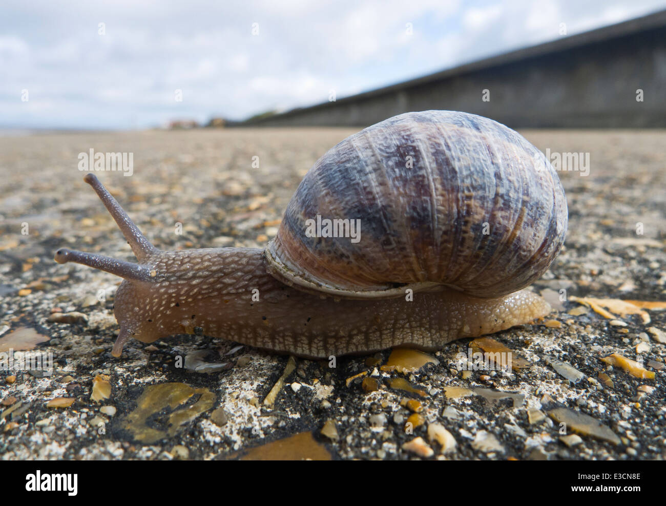 Snail moving across a concrete surface. Stock Photo