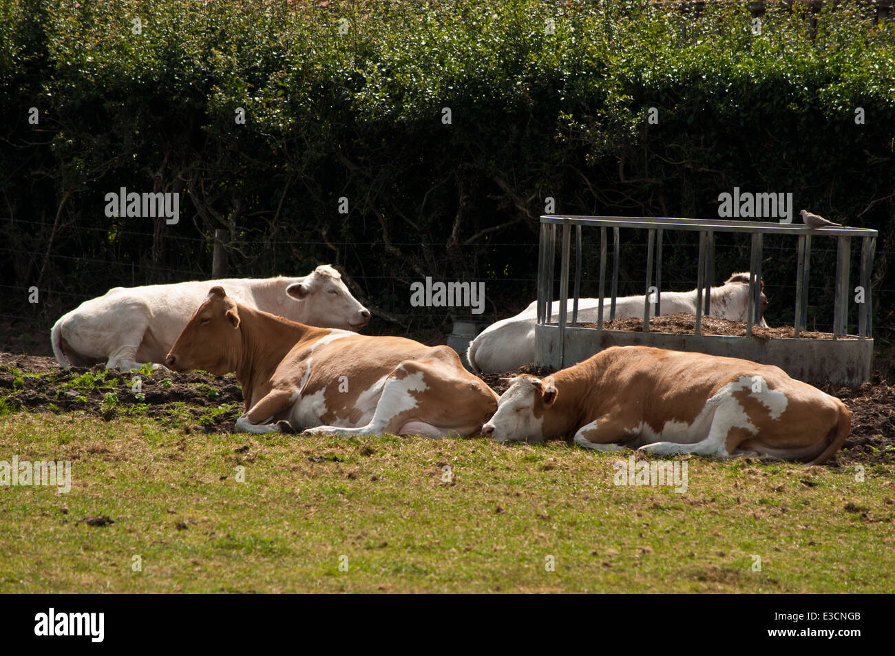 Cows sleeping lying down in field Stock Photo Alamy